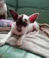 Chiot de type Chihuahua mâle à vendre