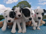 Les 4 Puppies de Madras