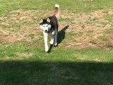Husky Sibérien noir et blanc aux yeux bleus pour saillie