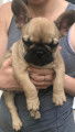 Chiots de race Bouledogue Français à vendre (1 femelle & 2 mâles)