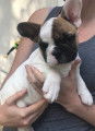 Chiots de race Bouledogue Français à vendre (1 femelle & 2 mâles)