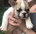 Chiots de race Bouledogue Français à vendre (1 femelle & 2 mâles)