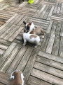 Chiots de race Bouledogue Français à vendre (1 femelle & 2 mâles)