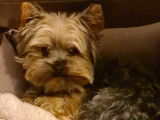 Yorkshire Terrier LOF confirmé pour saillie