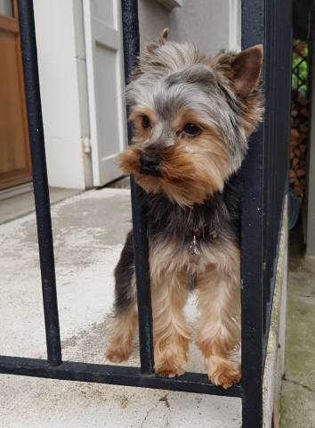 Jeune Yorkshire Terrier Lof Confirmé Cherche Femelle Lof