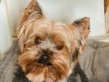 Yorkshire Terrier LOF confirmé pour saillie
