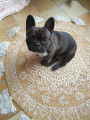 Bouledogue Fran&ccedil;ais LOF recherche femelle pour saillie