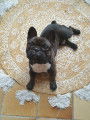 Bouledogue Fran&ccedil;ais LOF recherche femelle pour saillie