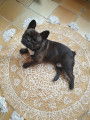 Bouledogue Fran&ccedil;ais LOF recherche femelle pour saillie