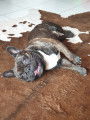 Bouledogue Fran&ccedil;ais LOF recherche femelle pour saillie