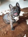 Bouledogue Fran&ccedil;ais LOF recherche femelle pour saillie