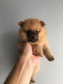 Chiots de type Loulou de Poméranie à vendre (3 mâles)