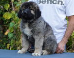 Berger du caucase chiot femelle