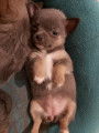 Chiot de type Chihuahua femelle &agrave; vendre