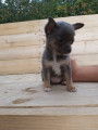 Chiot de type Chihuahua femelle &agrave; vendre
