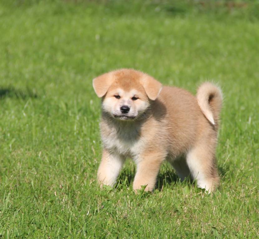 Magnifiques chiots Akitas Inus à vendre Petite Annonce chien