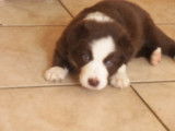 Chiots Border Collie Chocolat disponibles