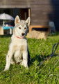 Magnifique chiot Husky de Sibérie LOF disponible