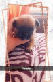 Chiots de type Chihuahua &agrave; vendre (2 femelles & 2 m&acirc;les)