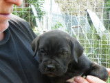 Chiots de race Cane Corso à vendre (2 mâles)