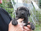 Chiots de race Cane Corso à vendre (2 mâles)