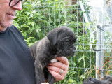 Chiots de race Cane Corso à vendre (2 mâles)