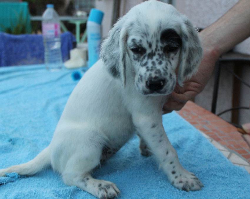 5 chiots Setters anglais à vendre (3 Femelles & 2 Mâles) Petite Annonce chien