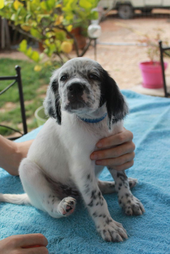 5 chiots Setters anglais à vendre (3 Femelles & 2 Mâles) Petite Annonce chien