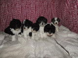 Chiots Caniches bicolore (cppf) à vendre