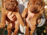 Chiots Dogues de Bordeaux a vendre