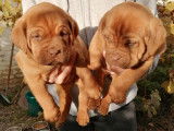 Chiots Dogues de Bordeaux a vendre