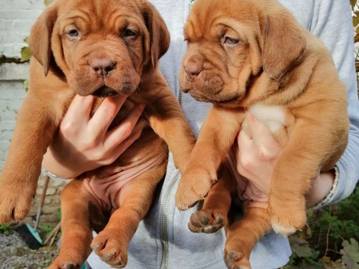 Chiots Dogues de Bordeaux a vendre