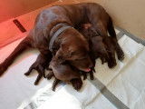 Chiots Labradors chocolat à vendre