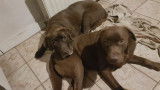 Chiots Labradors chocolat à vendre