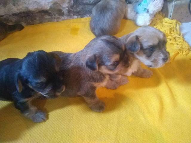 Chiot Yorkshire Terrier à Vendre Petite Annonce Chien