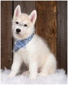 Chiot Husky Sibérien mâle à vendre