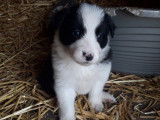 Chiots de type Border Collie à vendre (1 femelle & 5 mâles)