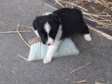 Chiots de type Border Collie à vendre (1 femelle & 5 mâles)