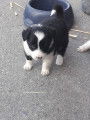 Chiots de type Border Collie à vendre (1 femelle & 5 mâles)