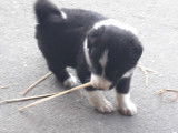 Chiots de type Border Collie à vendre (1 femelle & 5 mâles)