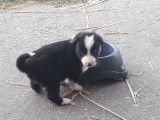 Chiots de type Border Collie à vendre (1 femelle & 5 mâles)