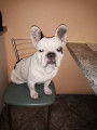 De type Bouledogue Fran&ccedil;ais disponible pour saillie