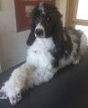 3 superbes Grands Caniches Royaux particolores à poils frisés à vendre
