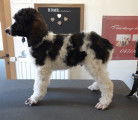 3 superbes Grands Caniches Royaux particolores à poils frisés à vendre