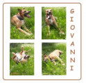 À adopter, Giovanni, croisé Berger de 7 ans