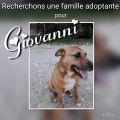 À adopter, Giovanni, croisé Berger de 7 ans