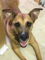 À adopter, Giovanni, croisé Berger de 7 ans