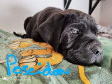 Vends 2 chiots Cane Corso nés en août