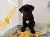 Vends 2 chiots Cane Corso nés en août