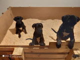 Vends 2 chiots Cane Corso nés en août